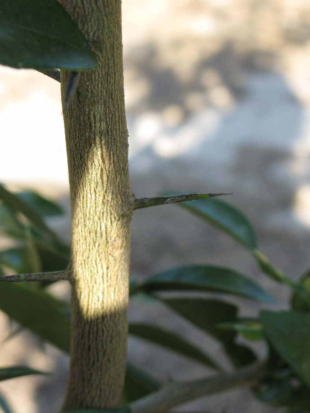              Bark (Winter Haven, FL)       